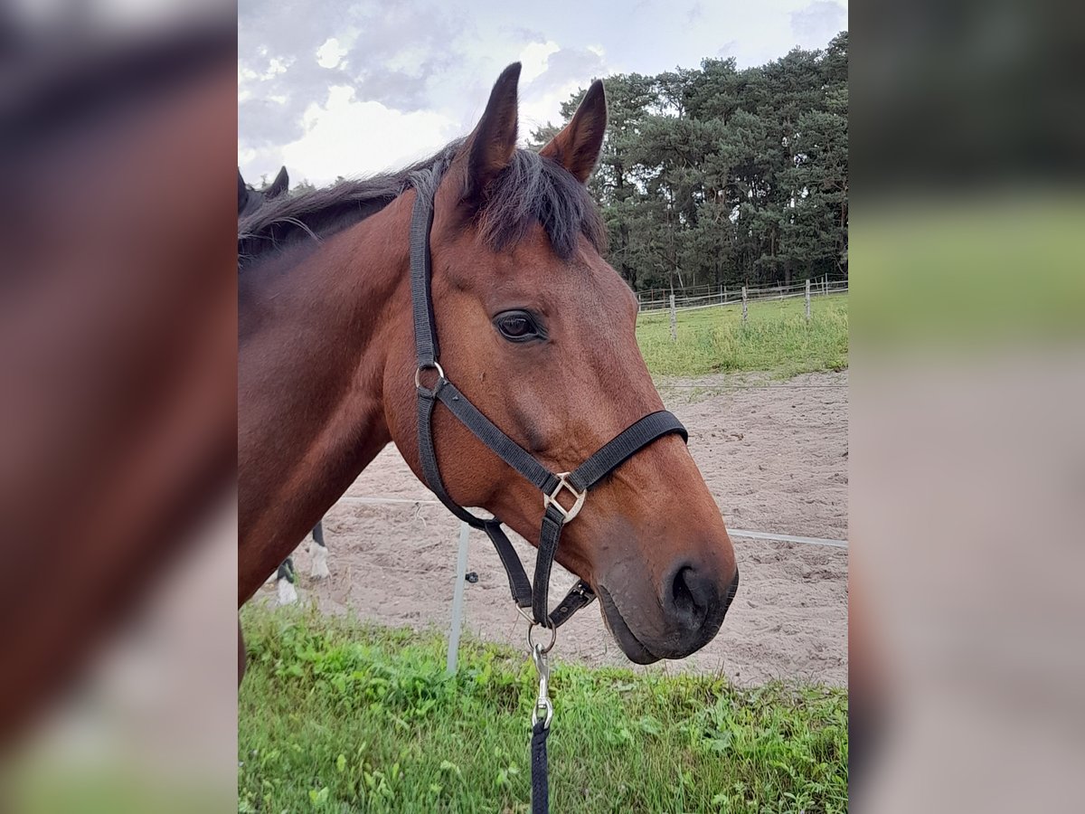 KWPN Mare 17 years 16,1 hh Brown in Herzberg