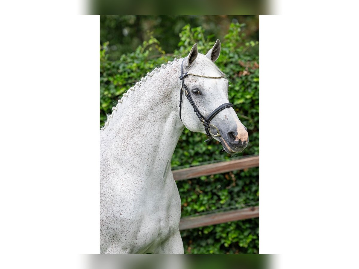 KWPN Mare 17 years in Heerde