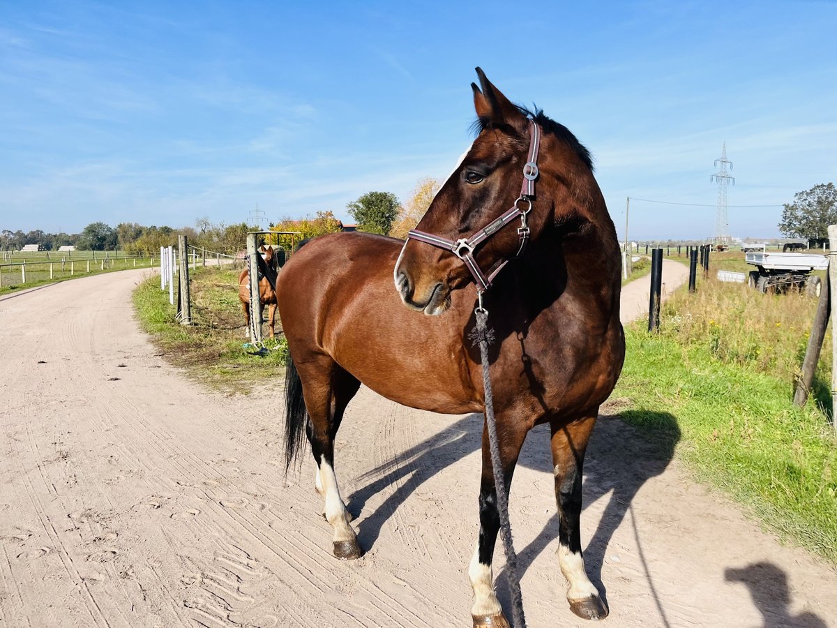 KWPN Mare 18 years 15,3 hh Brown in Aken