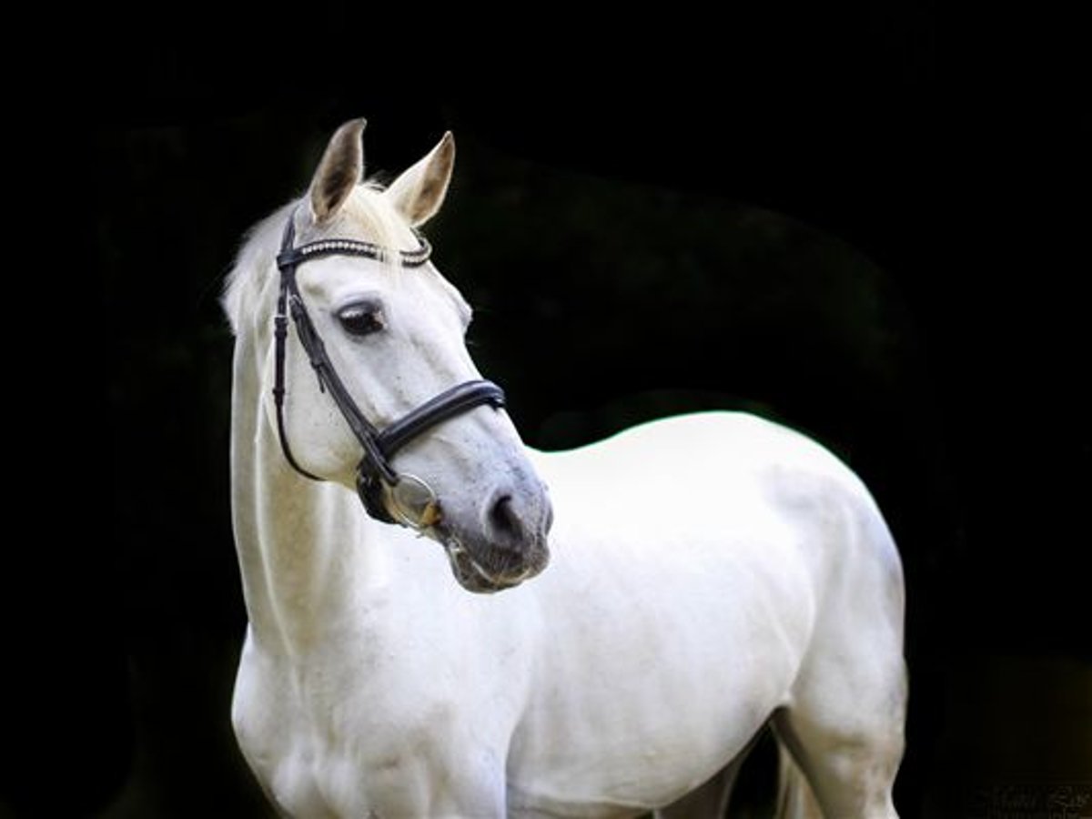 KWPN Mare 18 years 16,1 hh Gray in Geraardsbergen