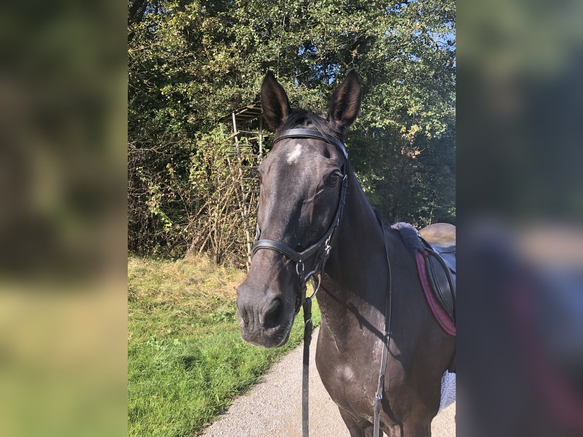 KWPN Mare 18 years 16,2 hh Smoky-Black in Altdorf