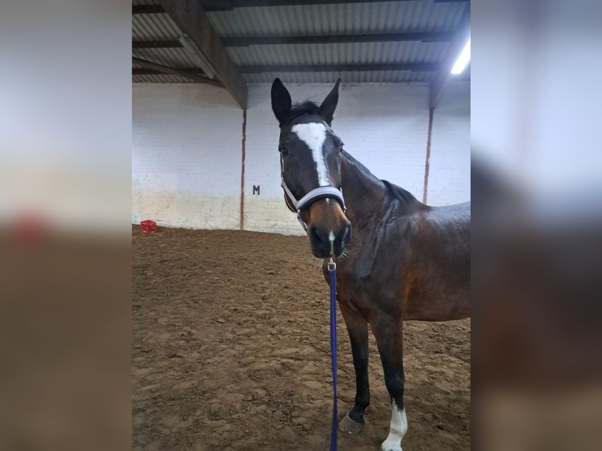 KWPN Mare 18 years 16 hh Bay-Dark in Hiddenhausen