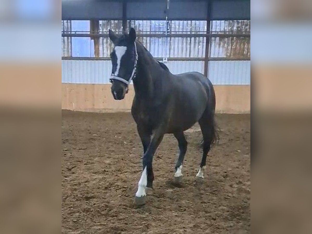 KWPN Mare 18 years 16 hh Brown in Hiddenhausen