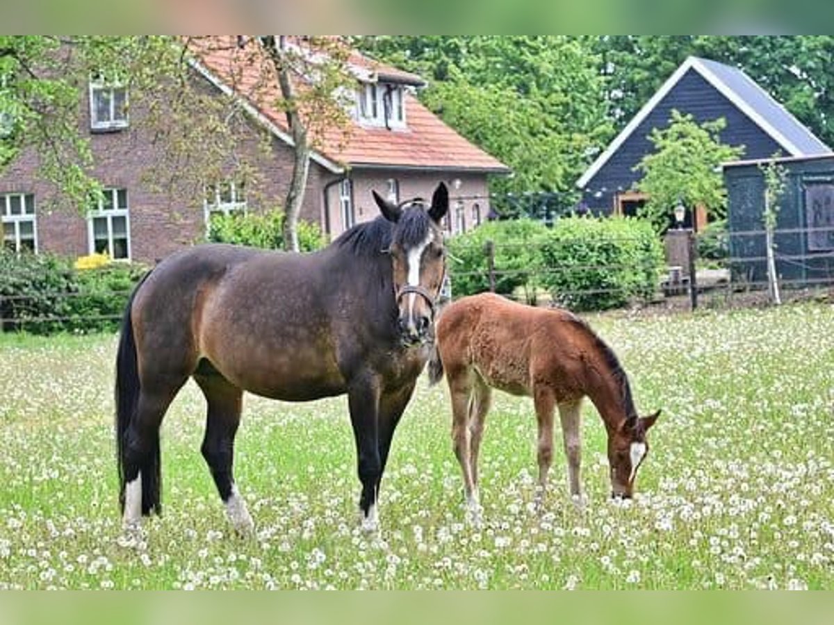 KWPN Mare 18 years 16,1 hh Bay-Dark in Eibergen
