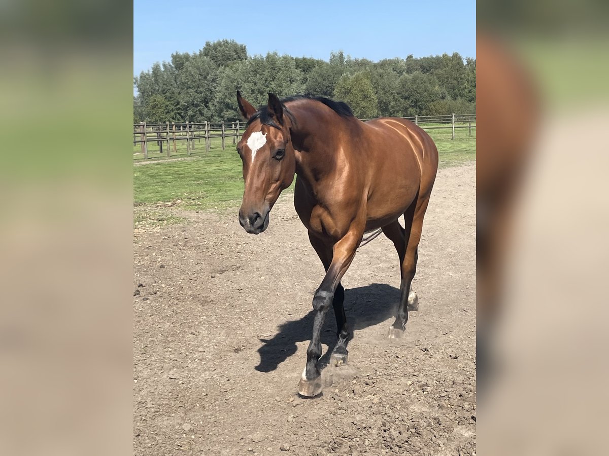 KWPN Mare 18 years 16,1 hh Brown in Evergem