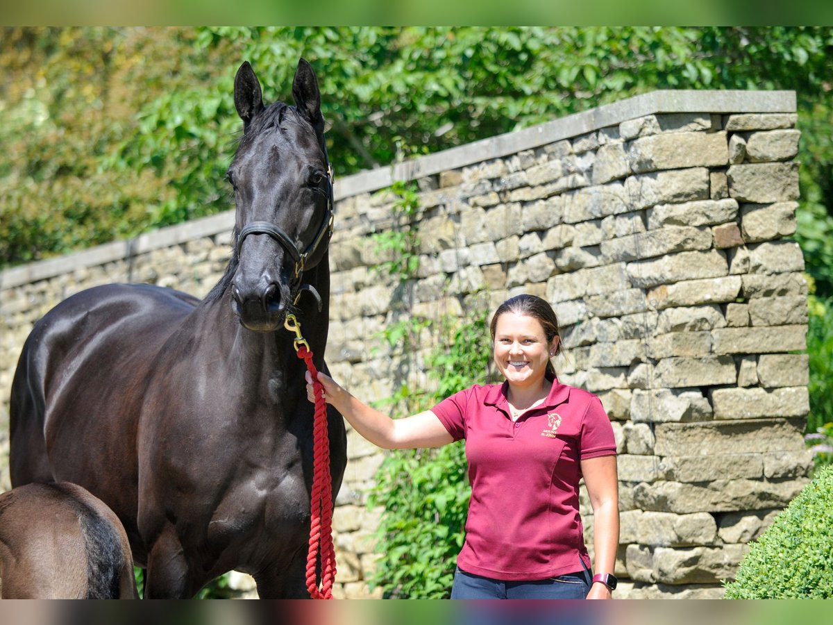 KWPN Mare 18 years 17 hh Black in yorkshire