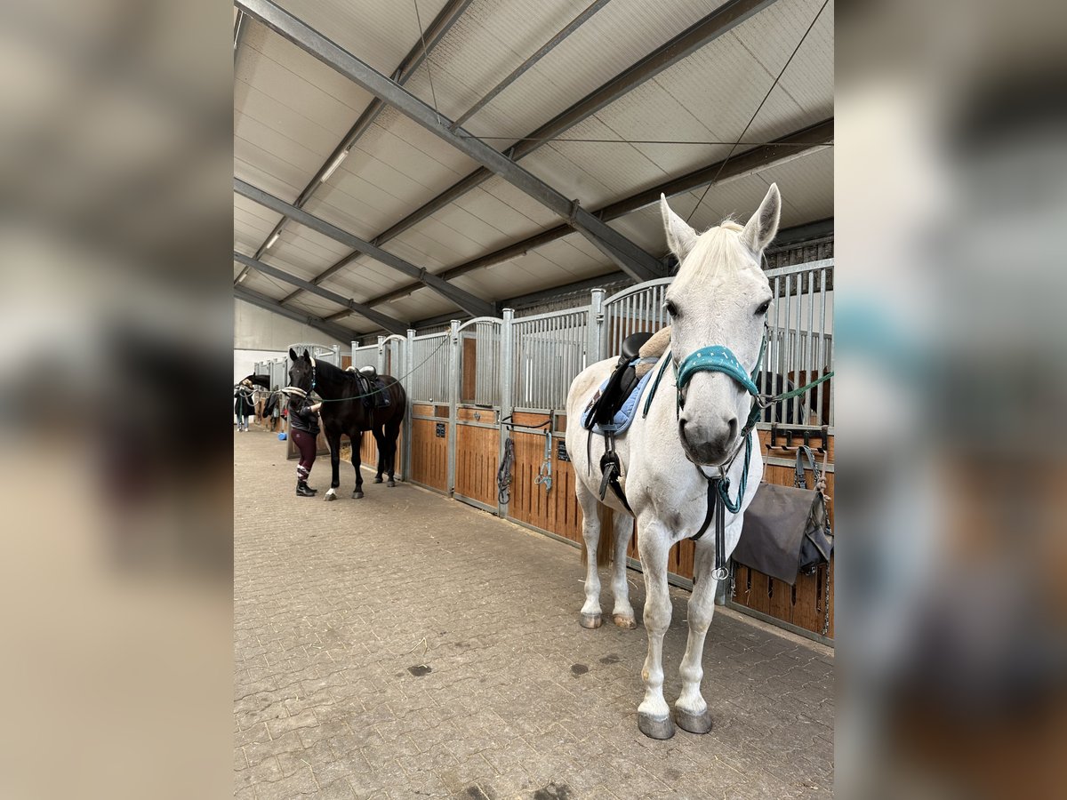 KWPN Mare 18 years 17 hh Gray-Dapple in Köln