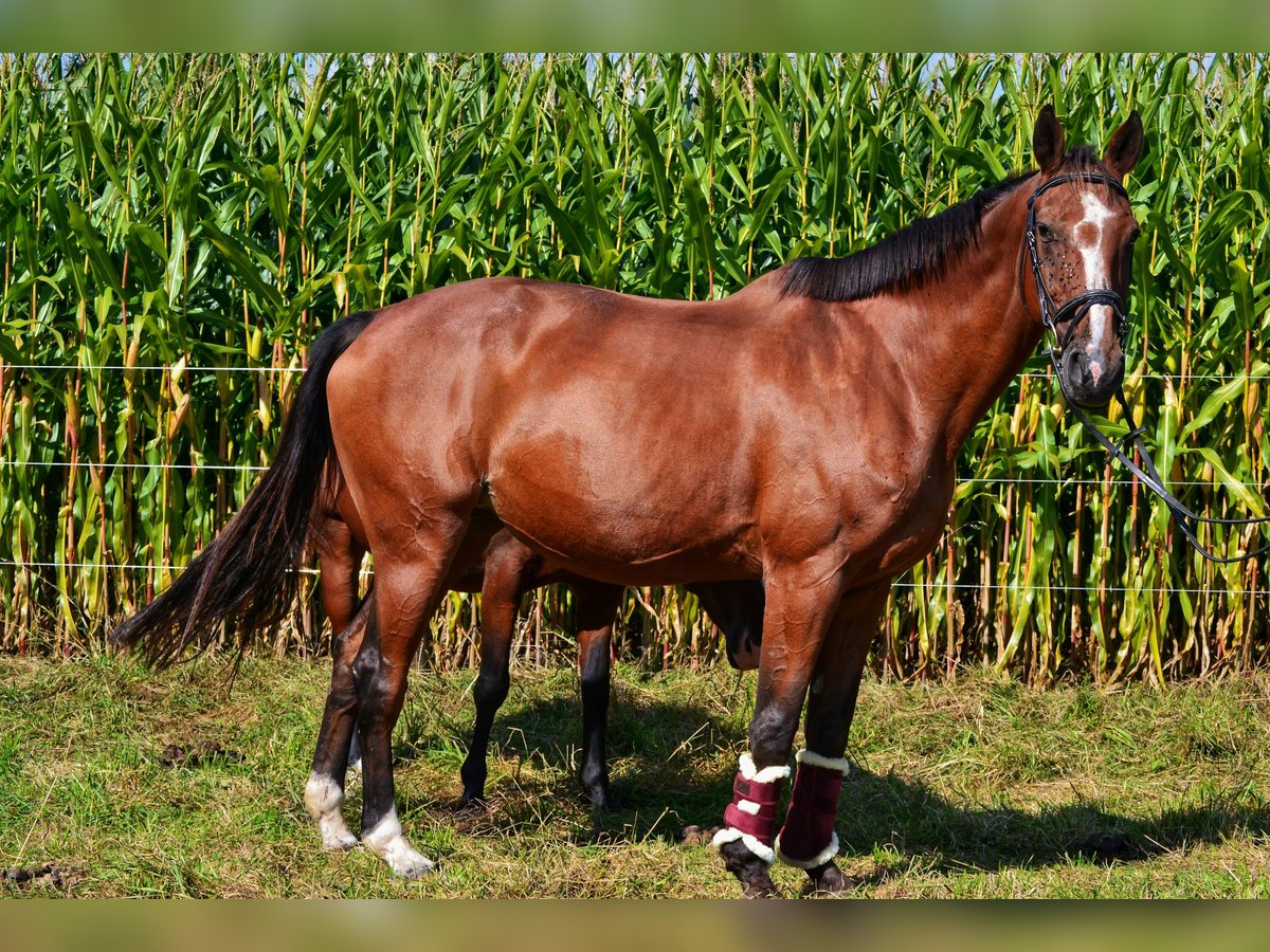 KWPN Mare 19 years 16,2 hh Brown in Affligem