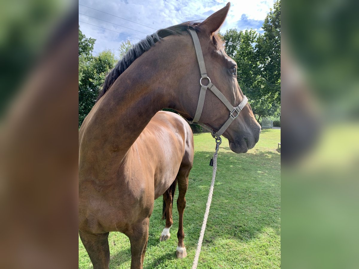 KWPN Mare 19 years 17,2 hh Chestnut in Lengerich