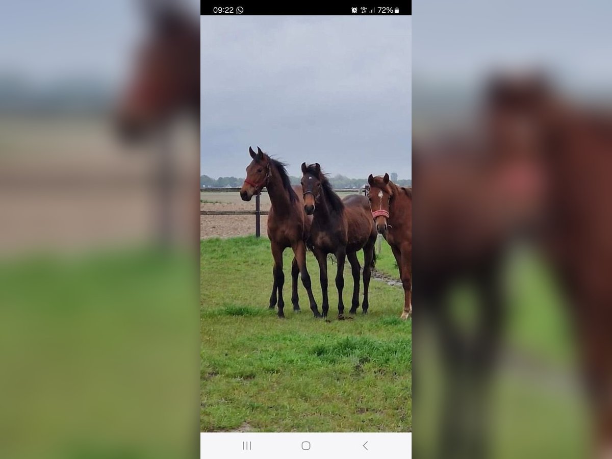 KWPN Mare 1 year 15,2 hh Brown in Sint Philipsland KWPN Mare 1 year 15,2 hh Brown in Sint Philipsland