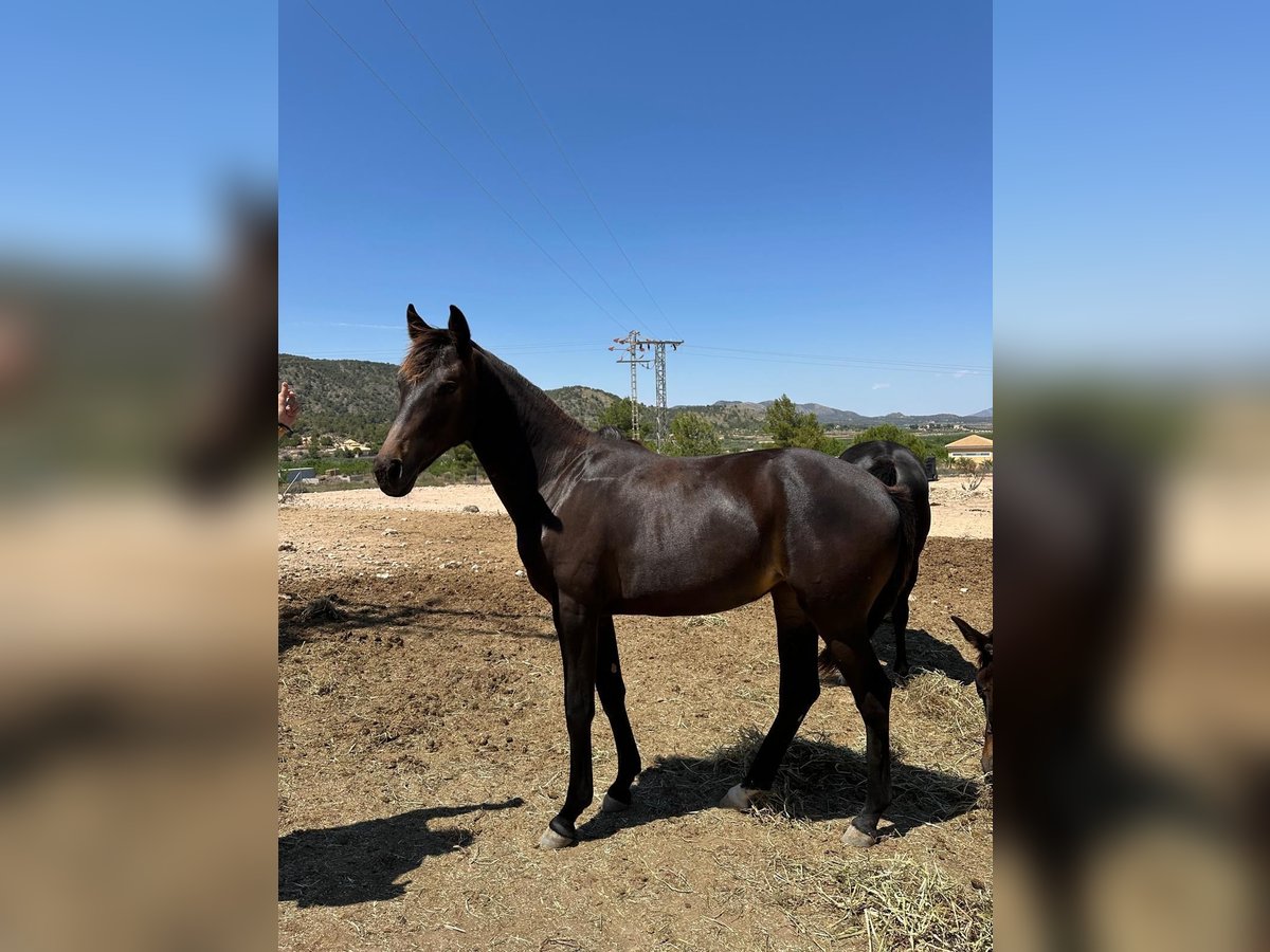 KWPN Mare 1 year 15,2 hh Bay-Dark in Pinoso