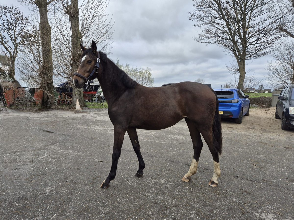 KWPN Mare 1 year 15,2 hh Bay-Dark in Woerden