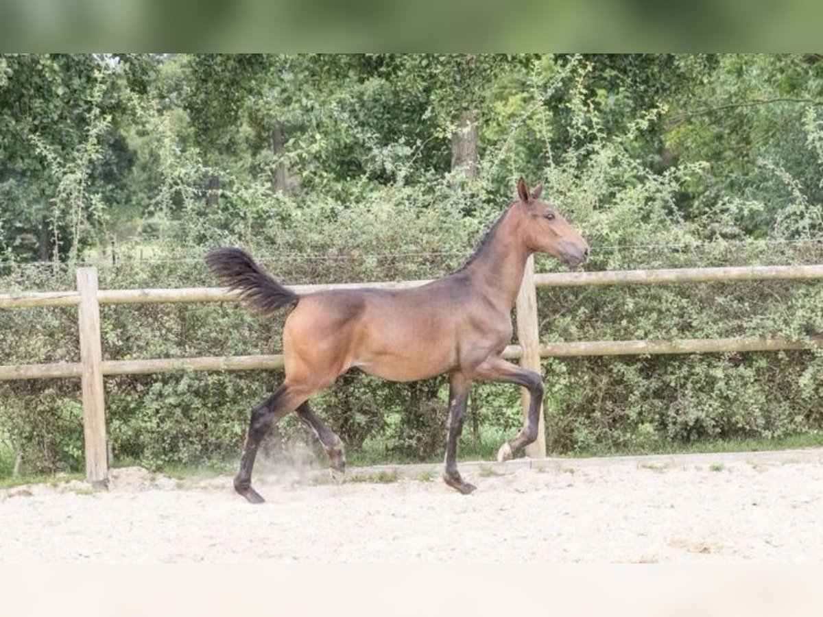 KWPN Mare 1 year 16,2 hh Bay-Dark in Lutjegast