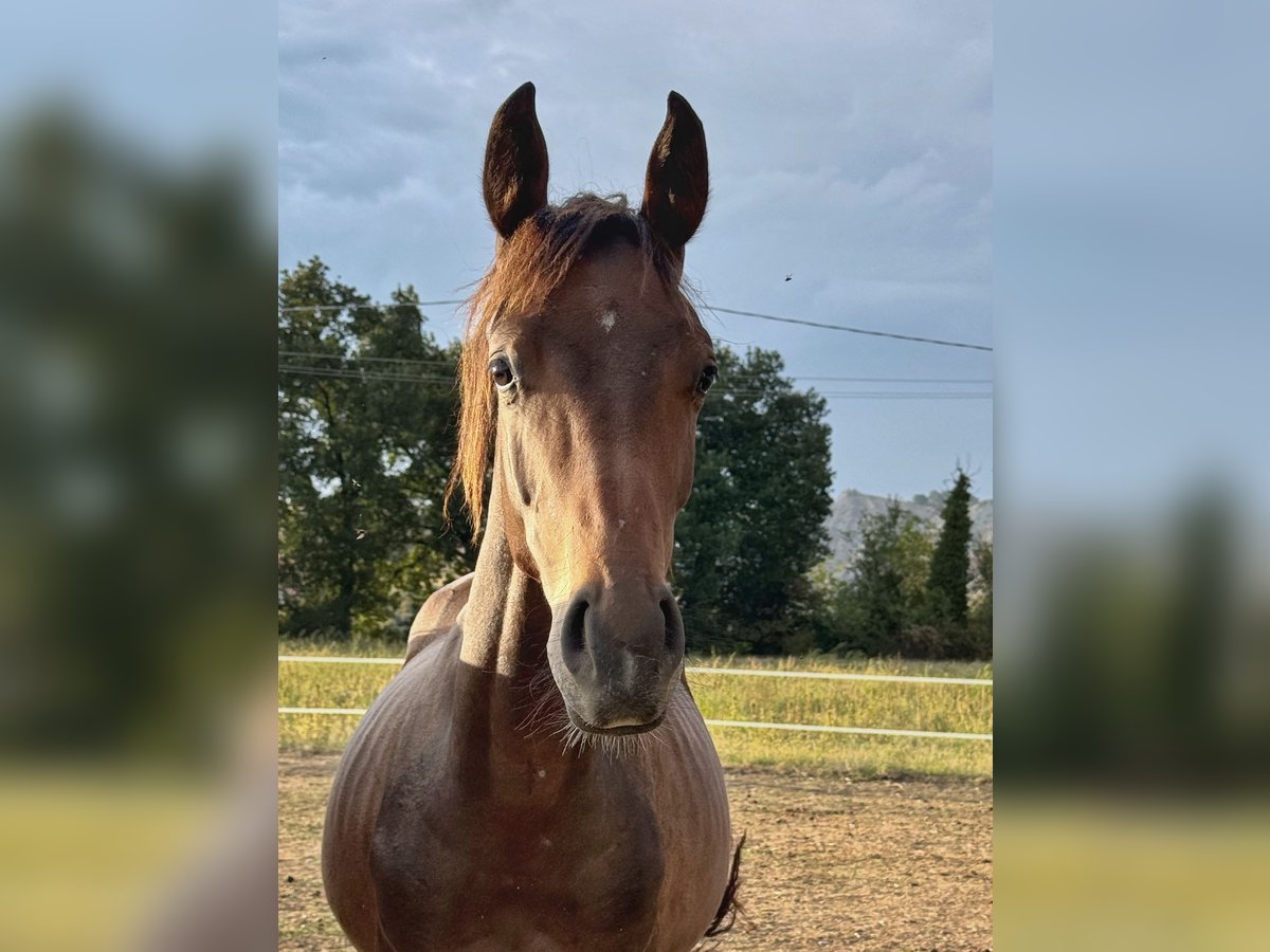 KWPN Mare 1 year 16 hh Bay in Castellarano