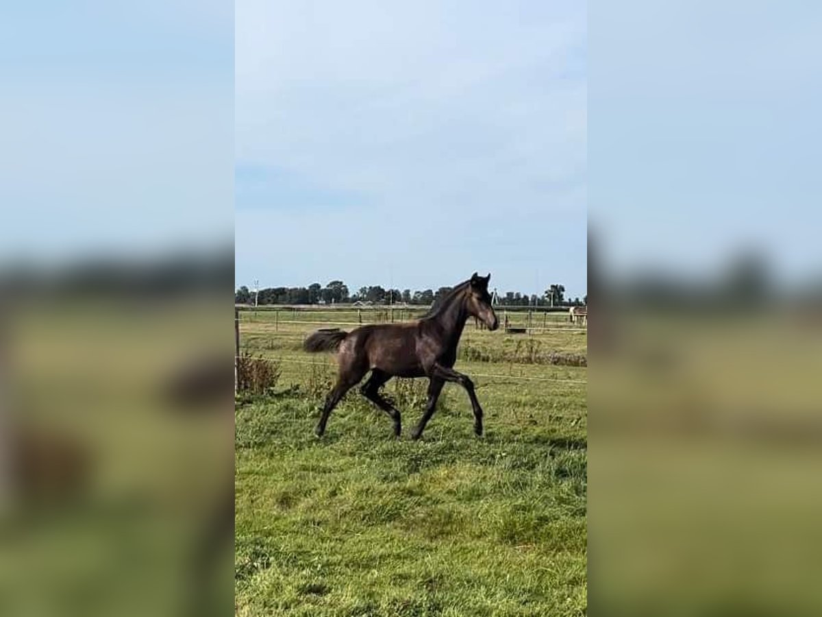 KWPN Mare 1 year 16 hh Bay in Falaise