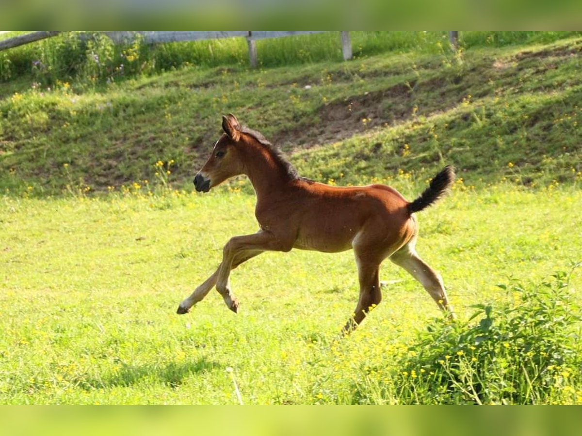 KWPN Mare 1 year 16 hh Brown in Plaschischen