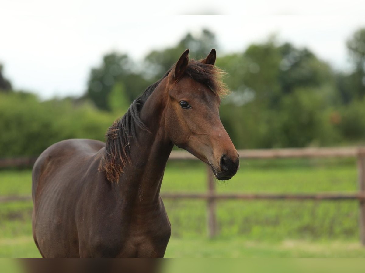 KWPN Mare 1 year 16,1 hh Brown in Aalten