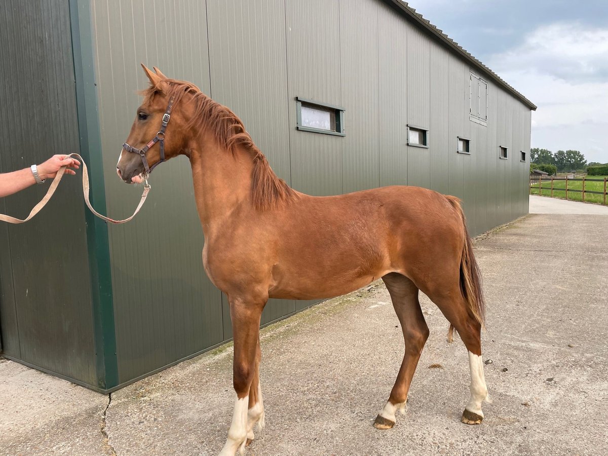 KWPN Mare 1 year 16,1 hh Chestnut-Red in Elsloo