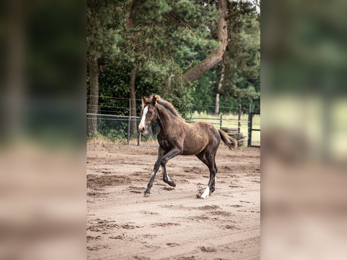 KWPN Mare 1 year 16,2 hh Chestnut in Maasbree