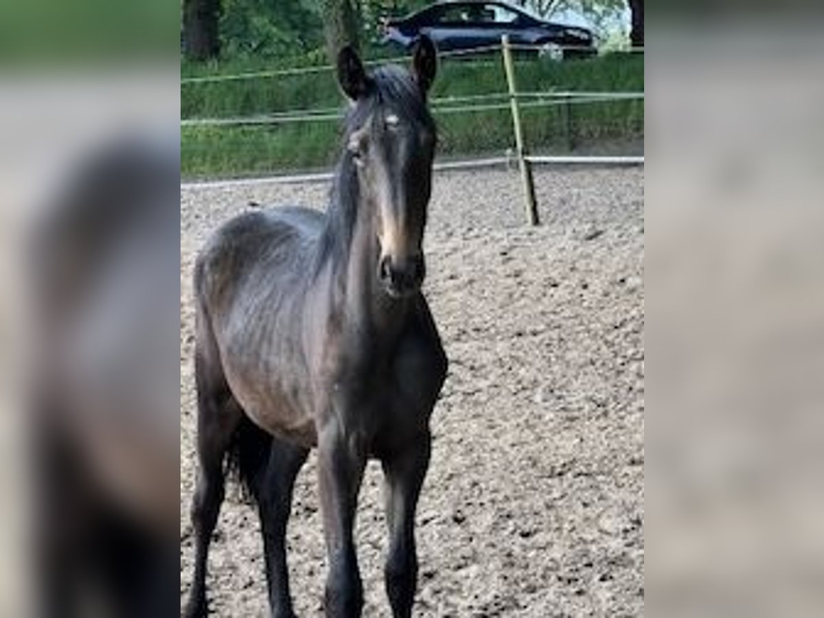 KWPN Mare 1 year Bay-Dark in Odoorn