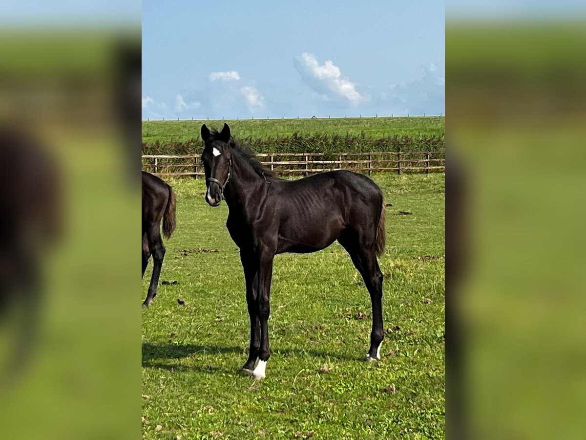 KWPN Mare 1 year Black in Swifterbant