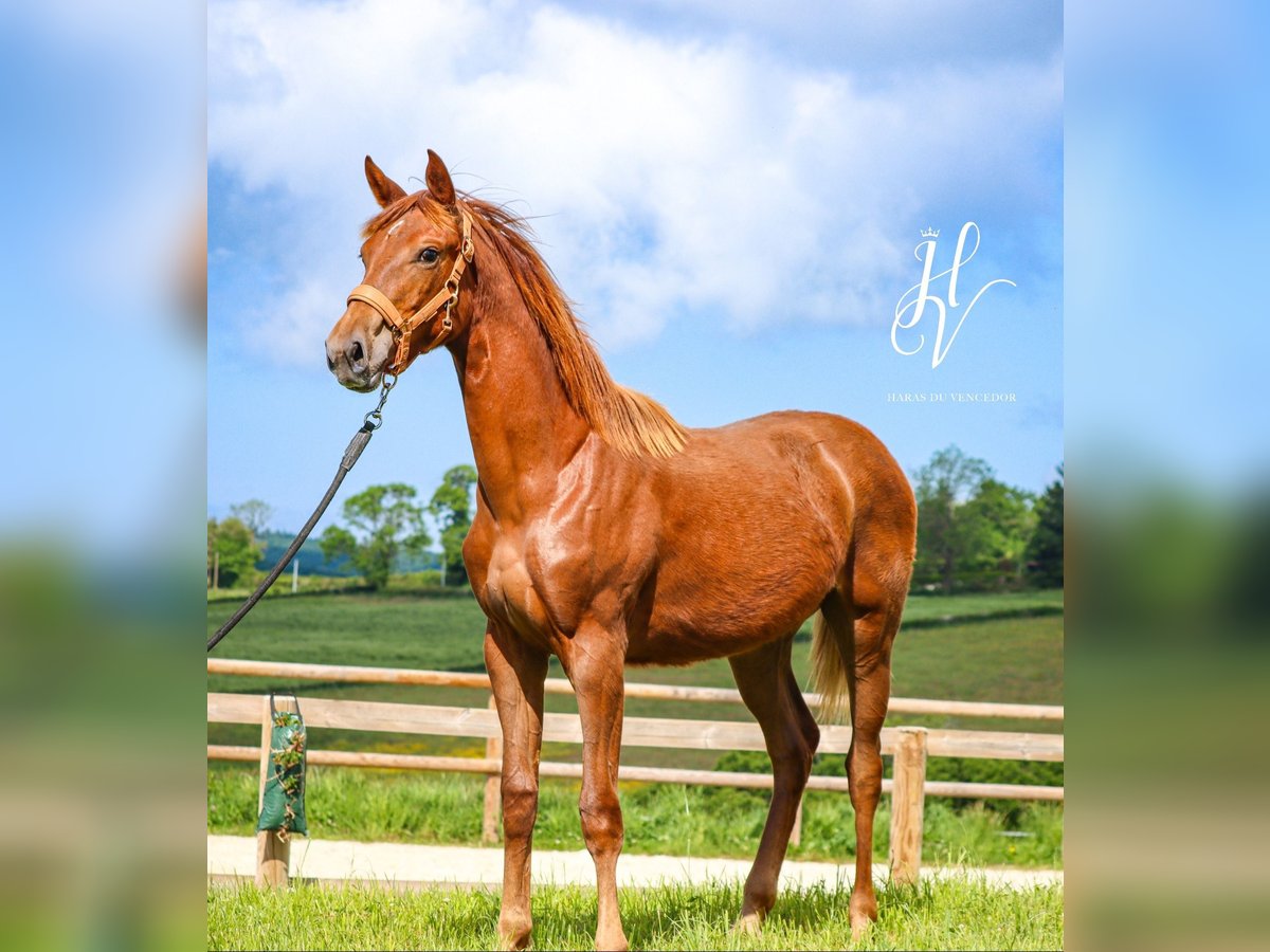 KWPN Mare 1 year Chestnut in Marly-sous-Issy