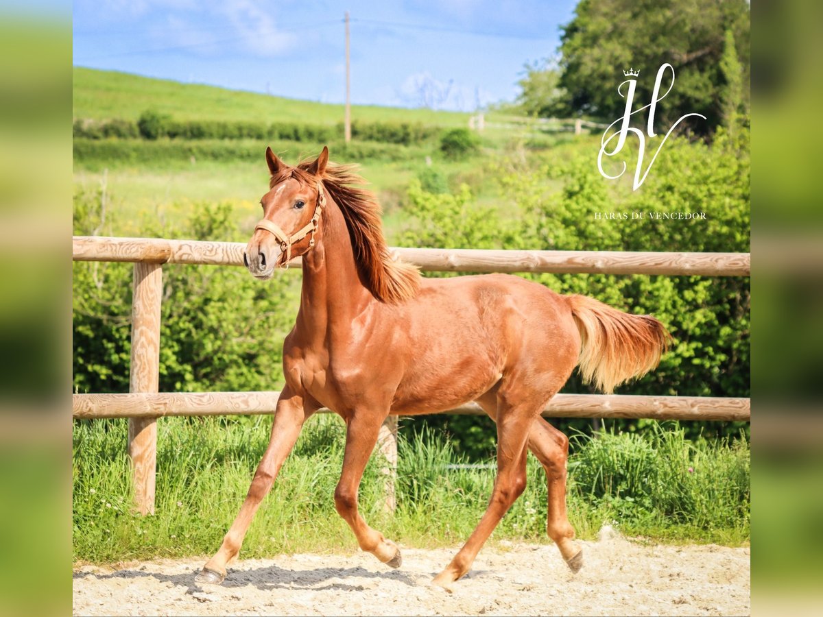 KWPN Mare 1 year Chestnut in Marly-sous-Issy
