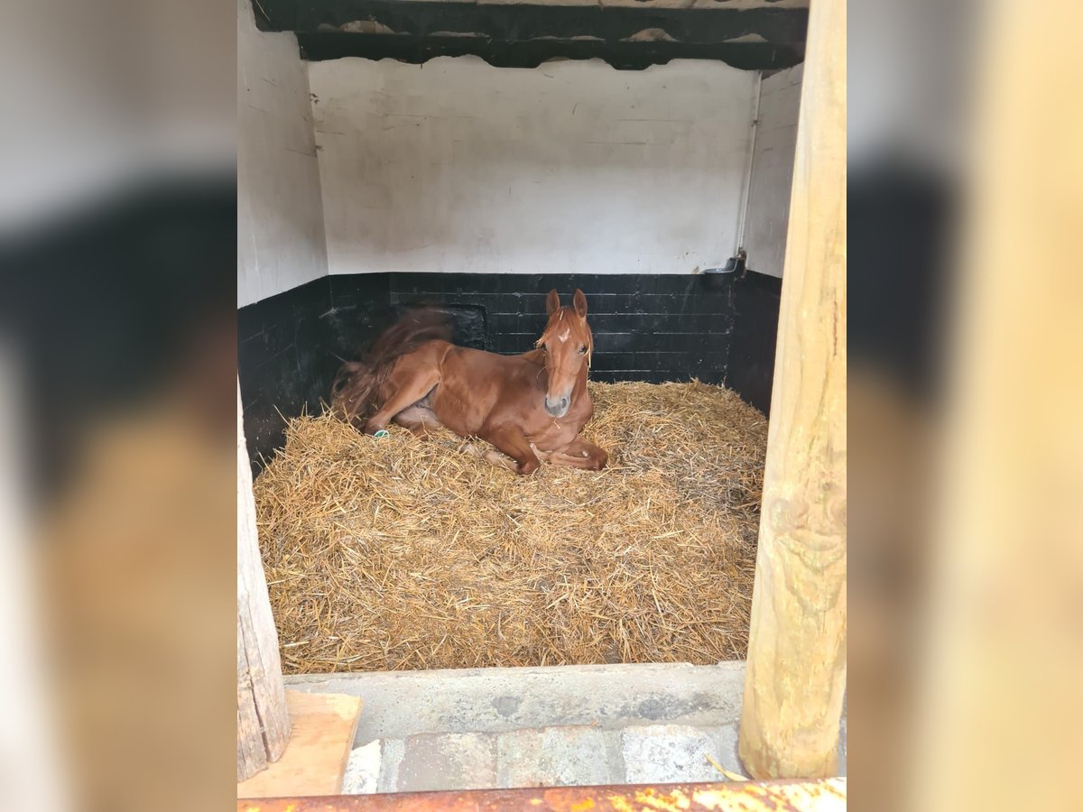KWPN Mare 1 year Chestnut-Red in Posterholt