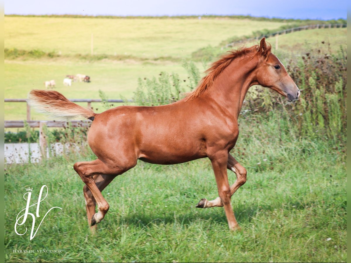 KWPN Mare 1 year Sorrel in Grury