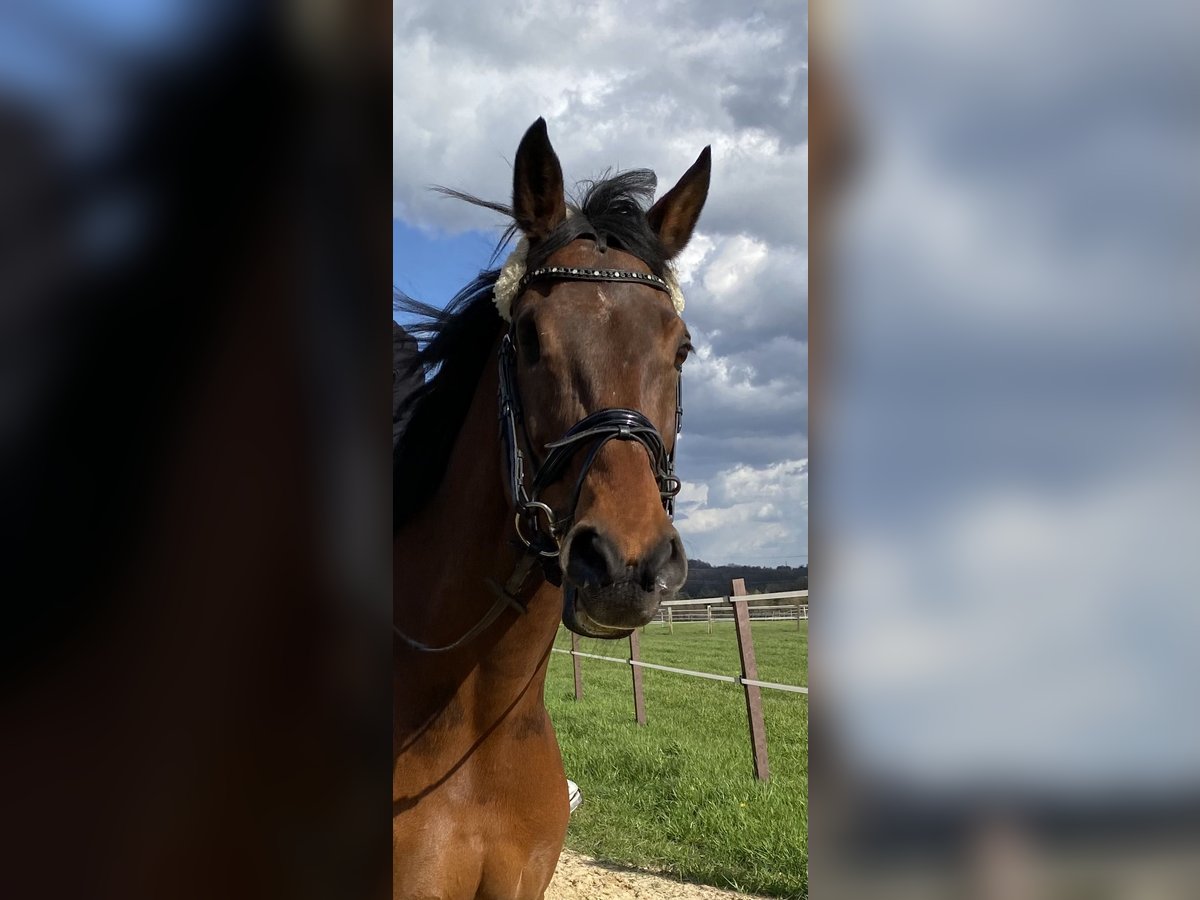 KWPN Mare 21 years 16 hh Brown in Kaarst