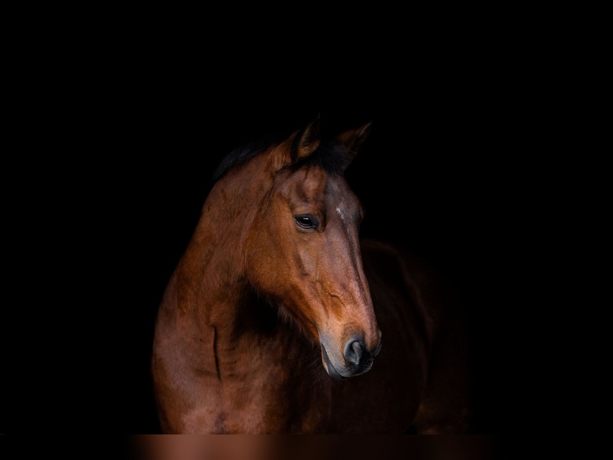 KWPN Mare 21 years 16 hh Brown in Neuss