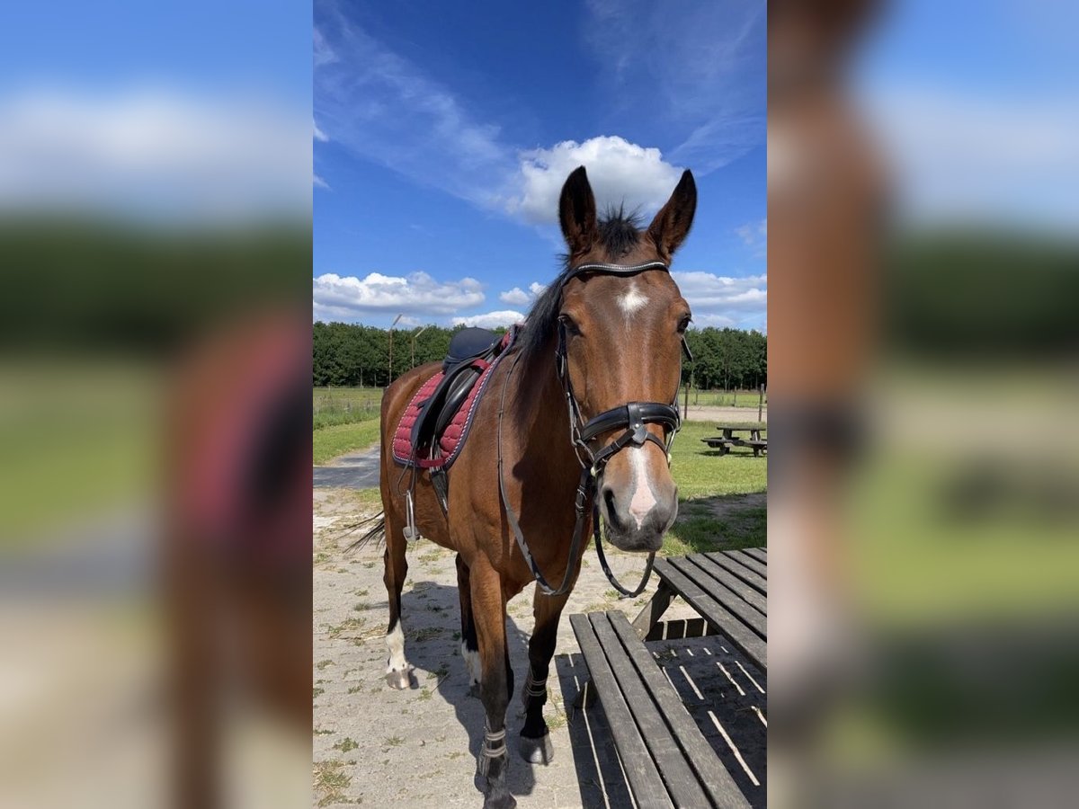 KWPN Mare 25 years 16 hh Smoky-Black in Zwolle