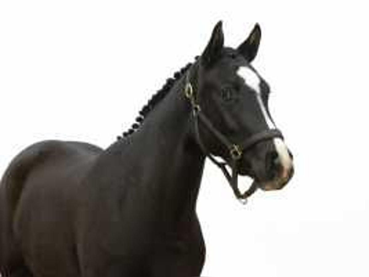 KWPN Mare 2 years 15,1 hh Bay-Dark in Waddinxveen