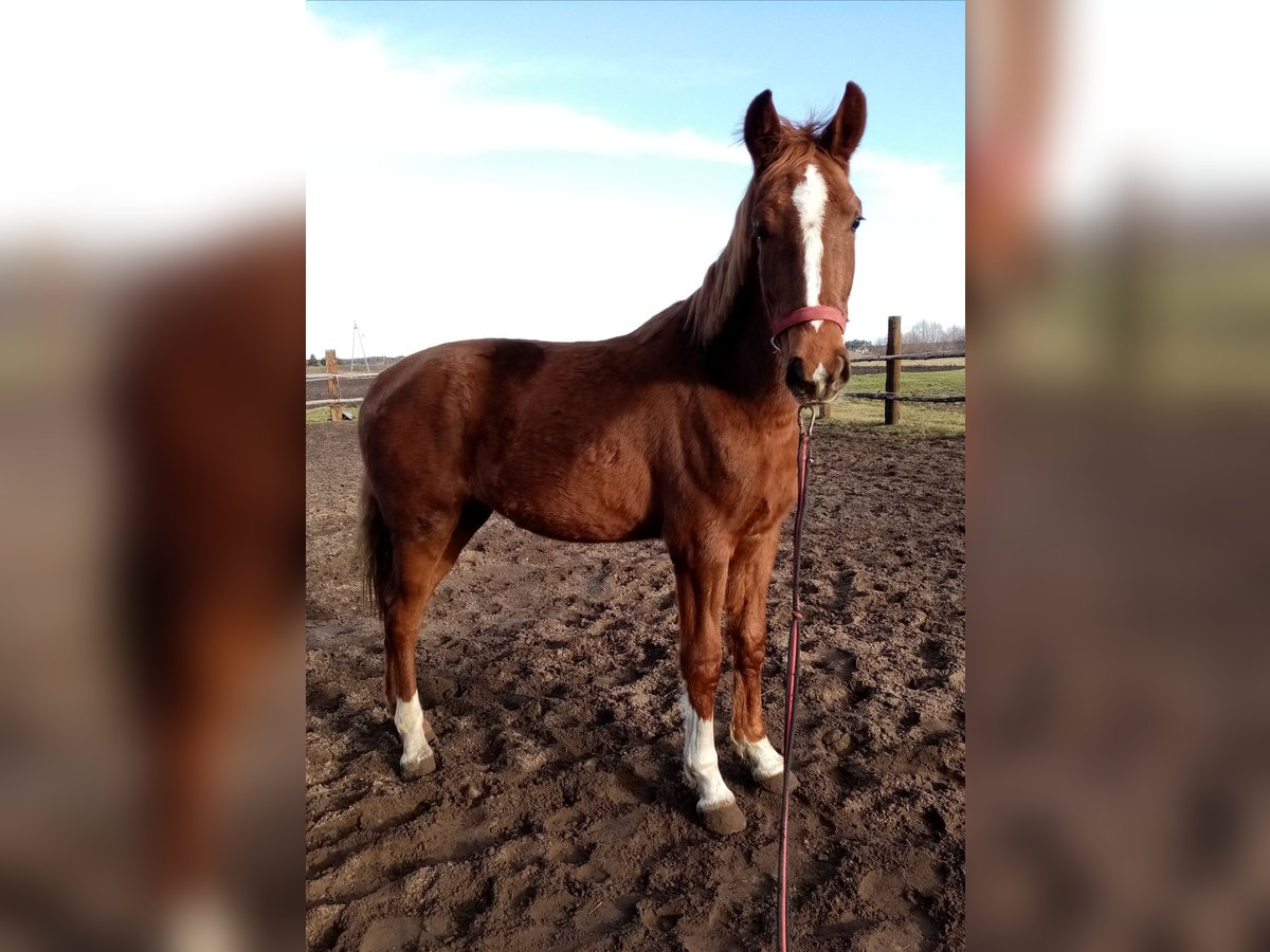 KWPN Mare 2 years 15,1 hh Chestnut-Red in Pakosław