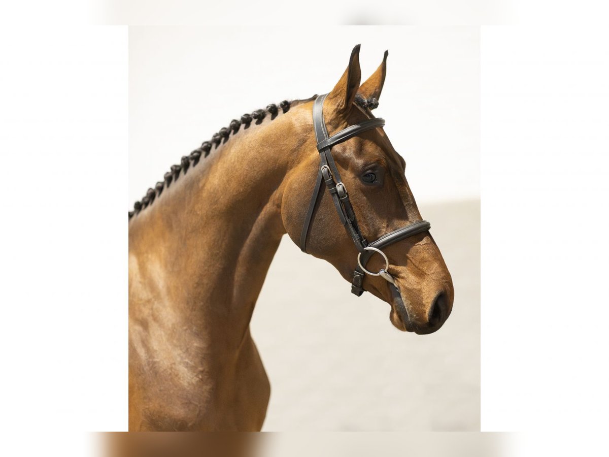 KWPN Mare 2 years 15,2 hh Brown in Heerde