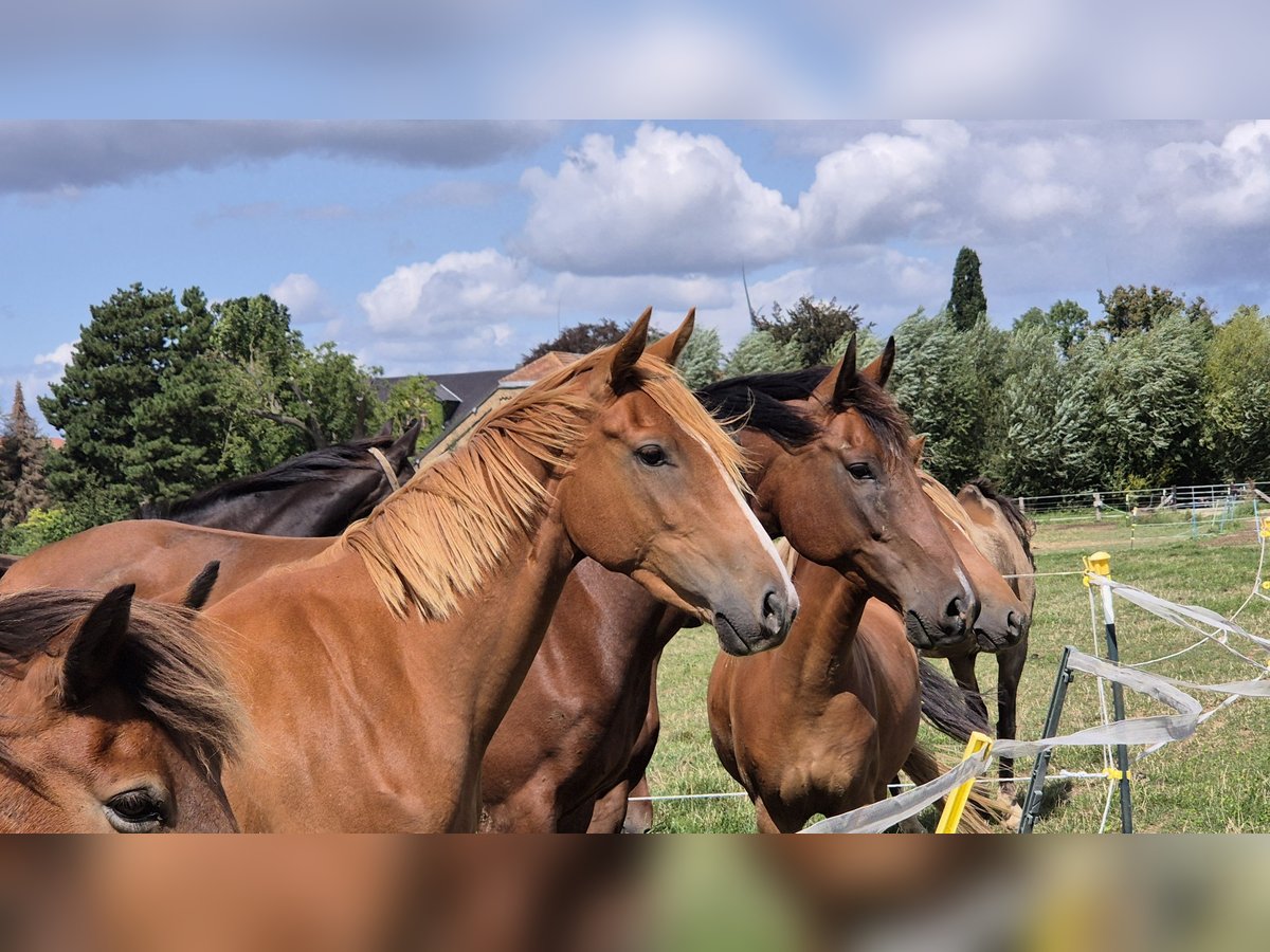 KWPN Mare 2 years 15,2 hh Chestnut-Red in Flöthe