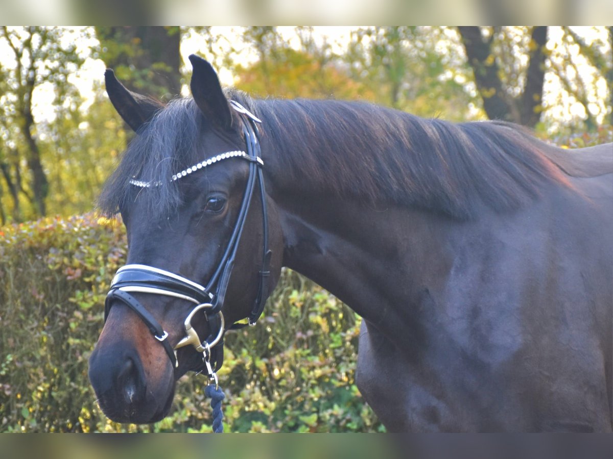 KWPN Mare 2 years 15,3 hh Brown in Neuss