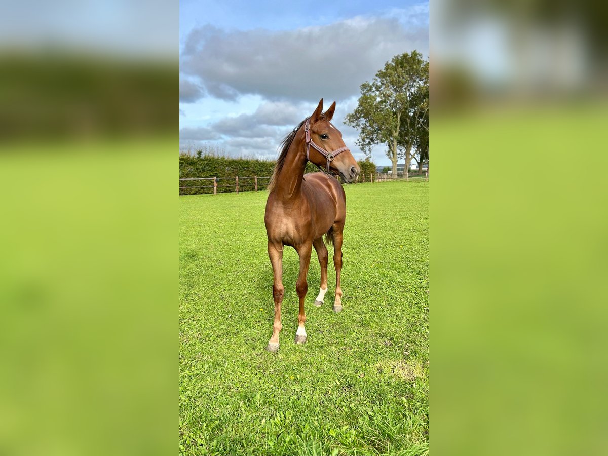 KWPN Mare 2 years 15,3 hh Chestnut-Red in Hem