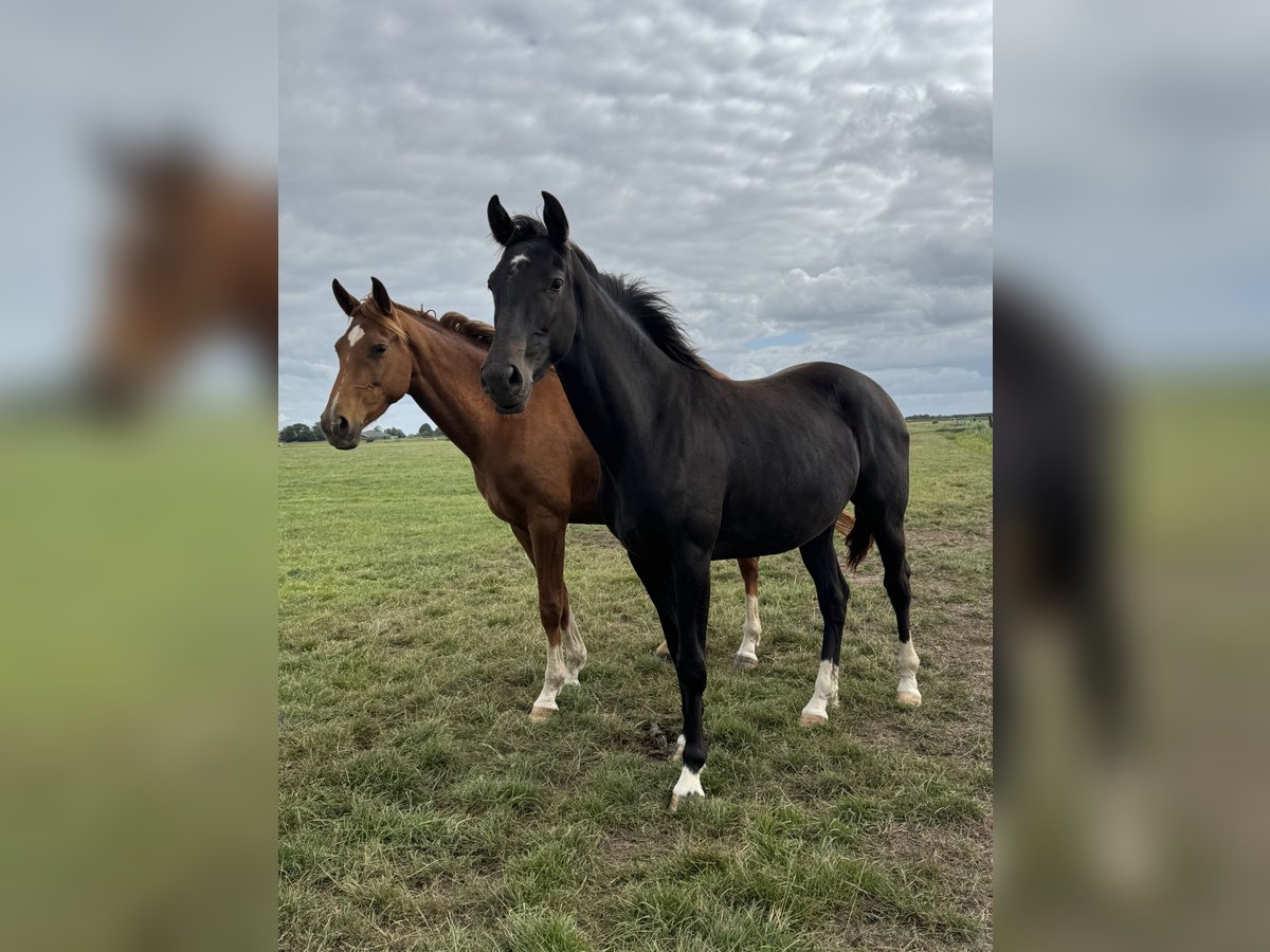 KWPN Mare 2 years 16 hh Black in Rinsumageast