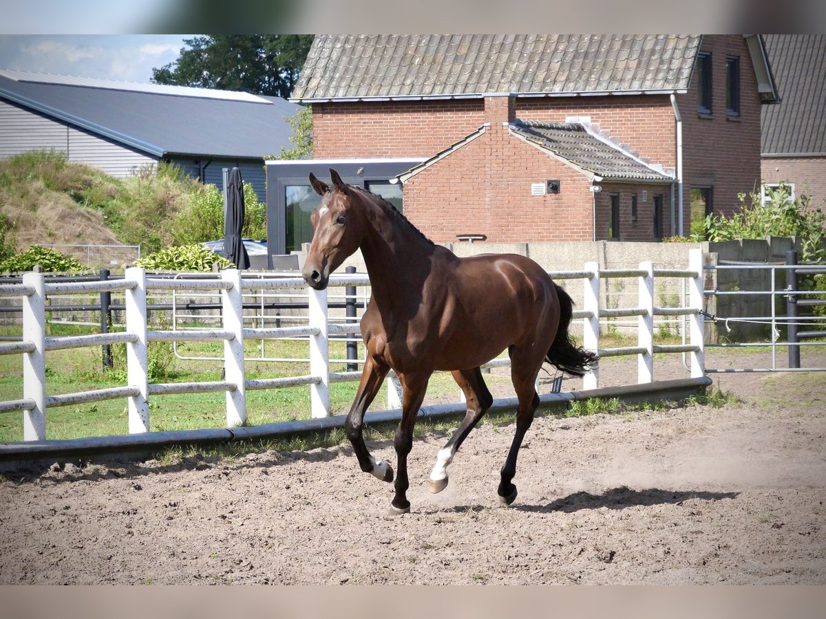 KWPN Mare 2 years 16 hh Brown in Liessel