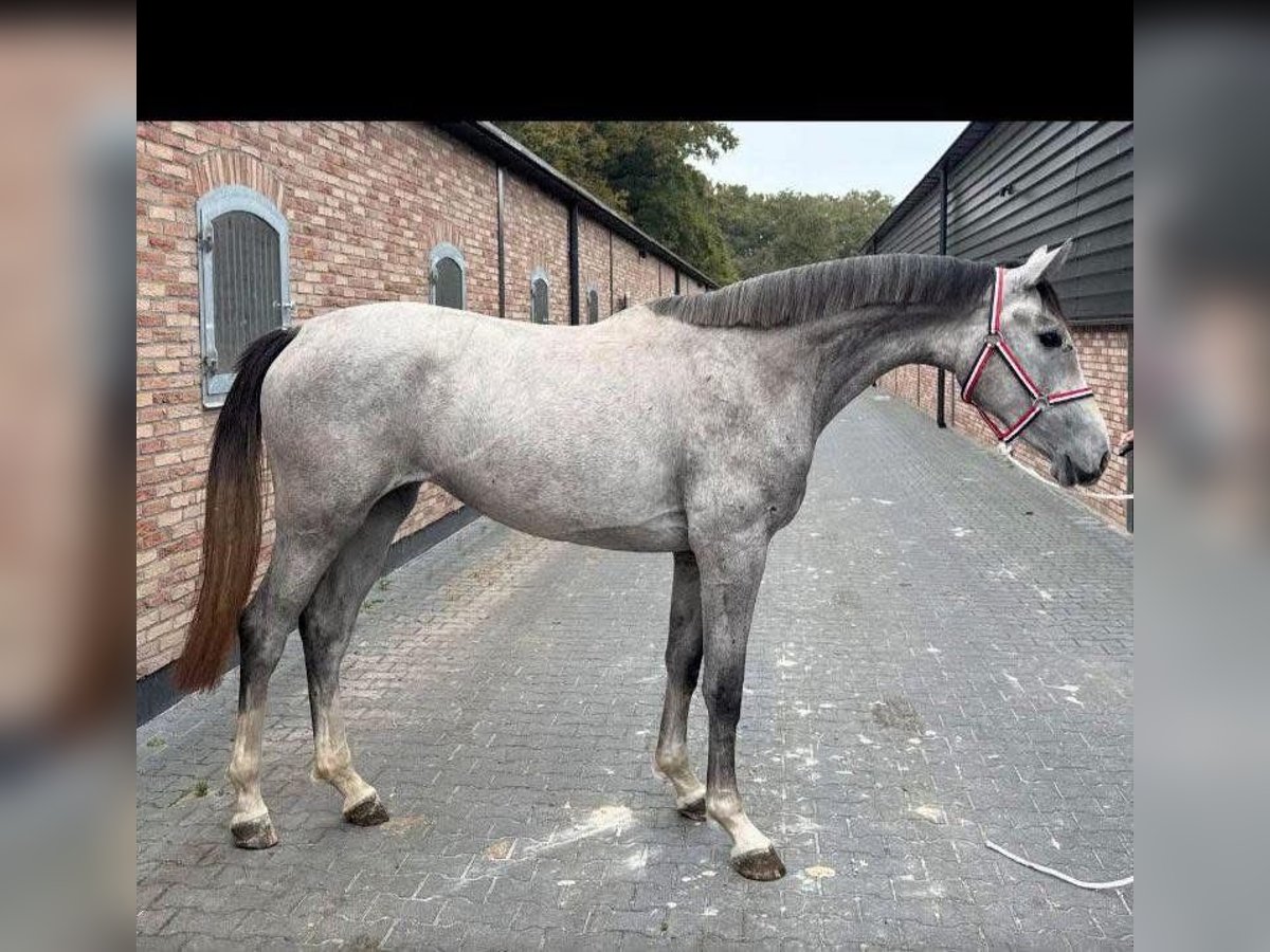 KWPN Mare 2 years 16,1 hh in Bekes