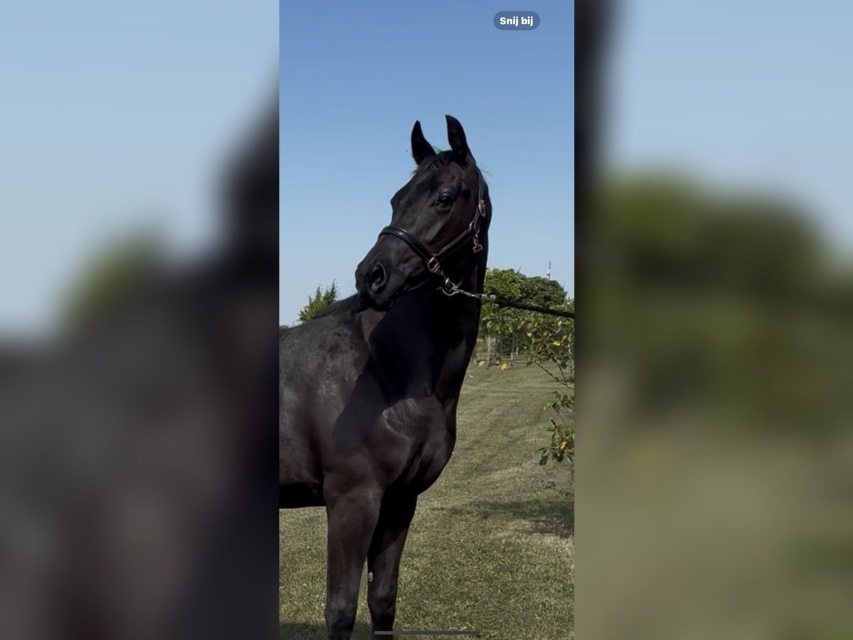 KWPN Mare 2 years 16,1 hh Black in Werkendam