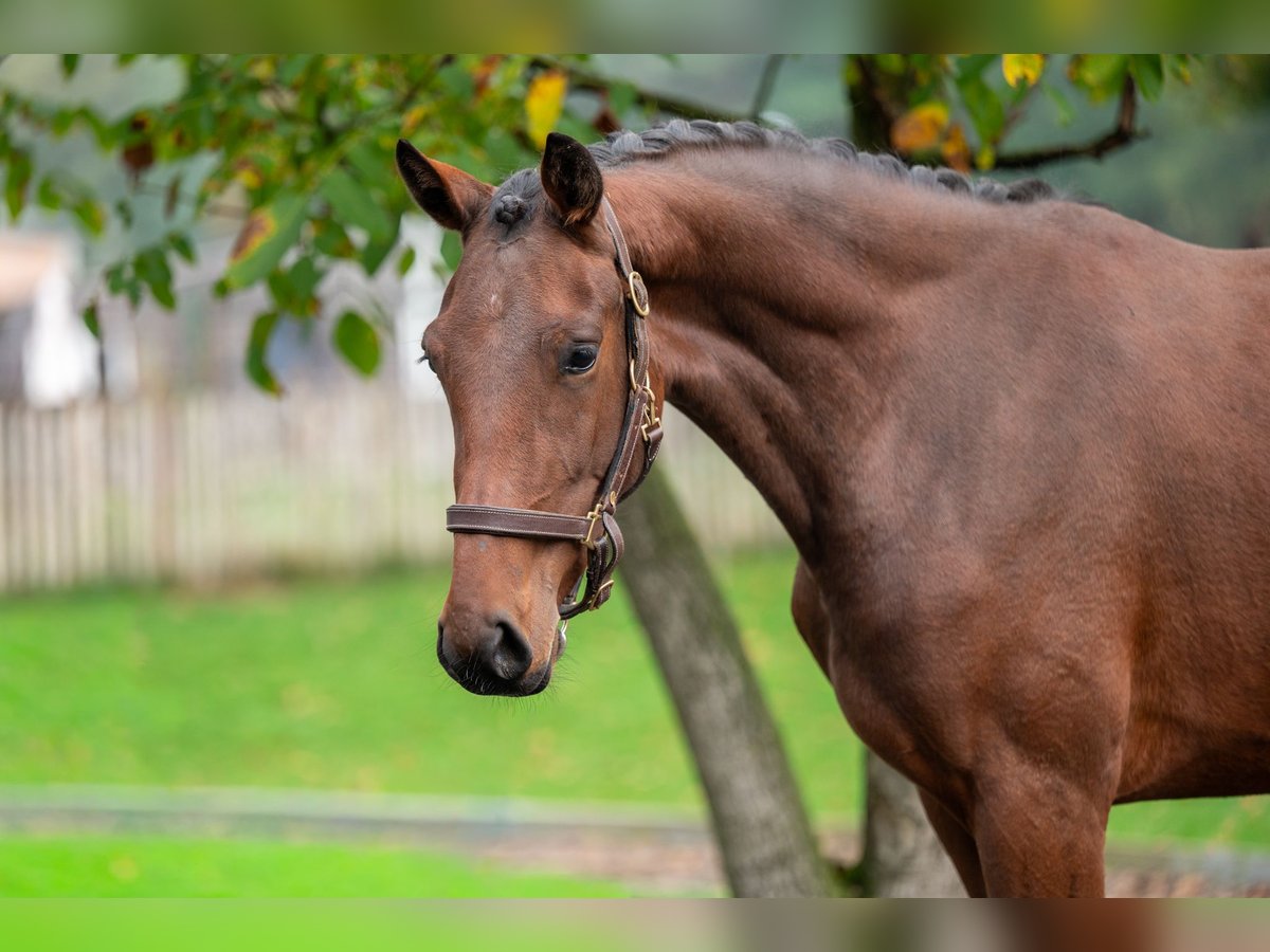 KWPN Mare 2 years 16,1 hh Brown in GROTE-BROGEL
