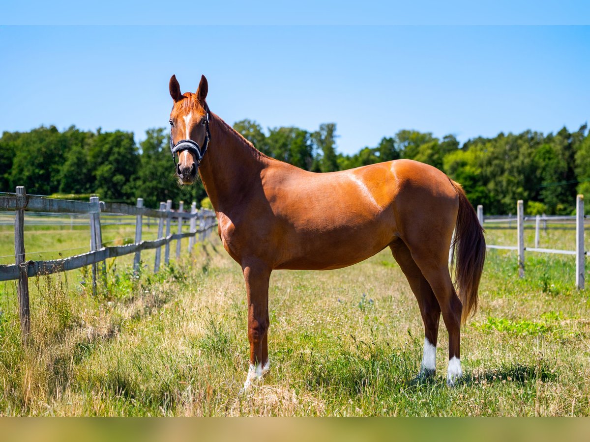 KWPN Mare 2 years Chestnut-Red in Zduny