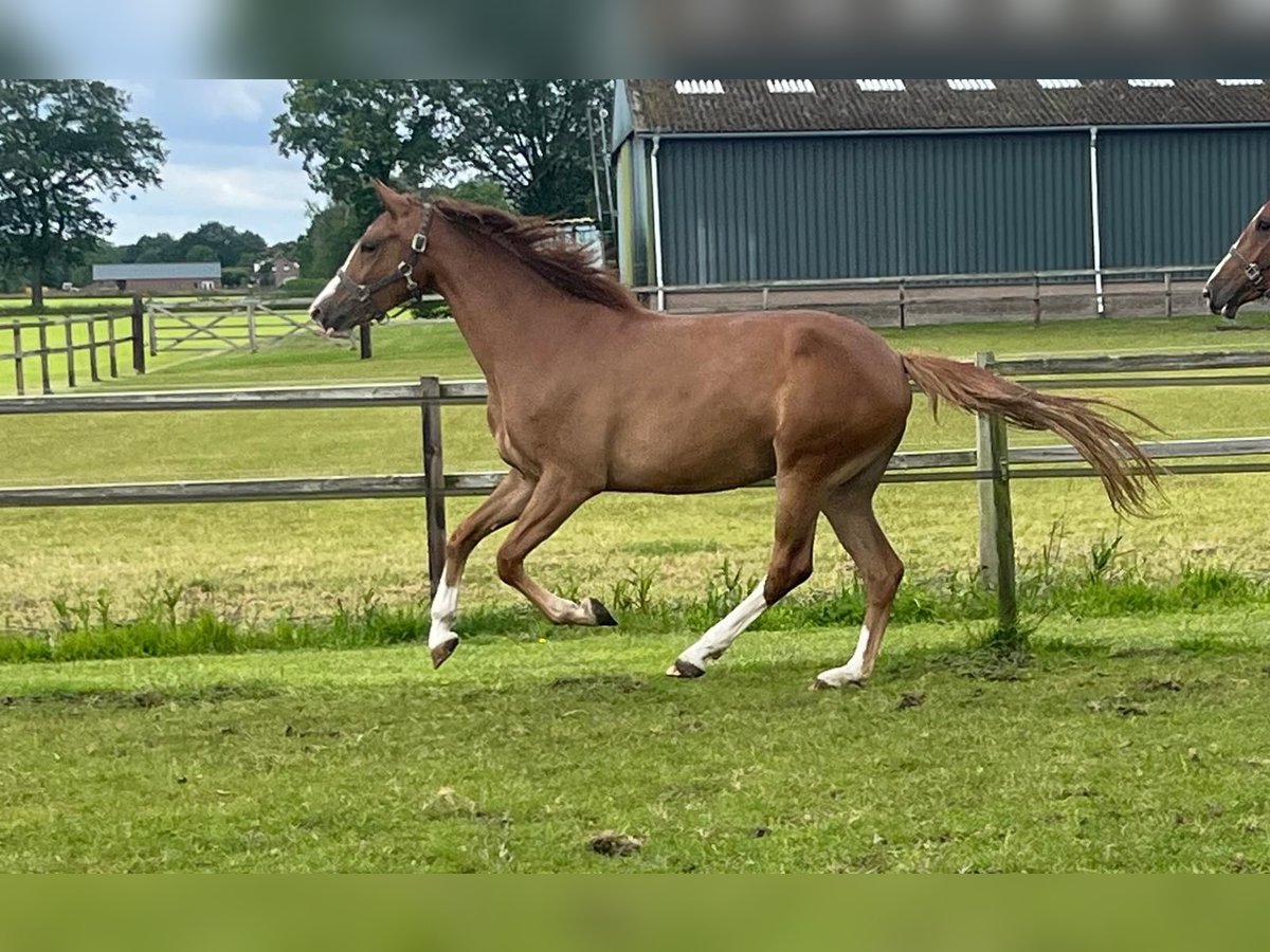 KWPN Mare 2 years Chestnut-Red in Meijel