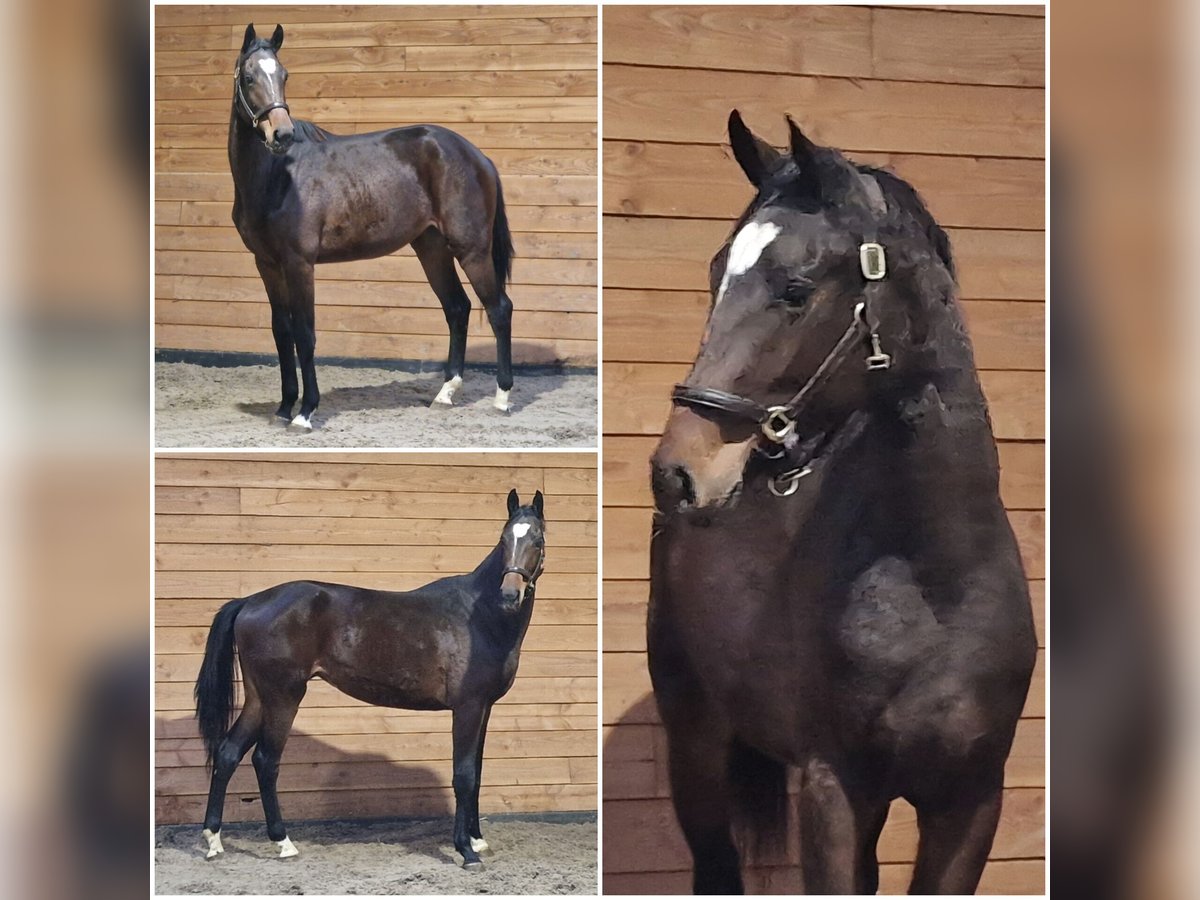 KWPN Mare 2 years in Den Ham