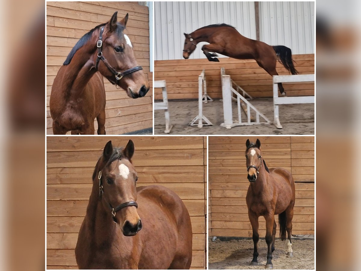 KWPN Mare 2 years in Den Ham