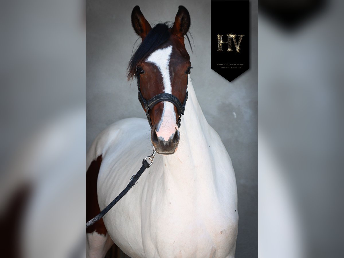 KWPN Mare 2 years Tobiano-all-colors in Marly-sous-Issy