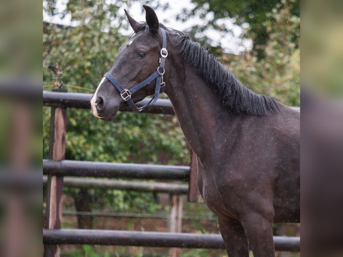 KWPN Mare 3 years 15,2 hh Black in Bladel