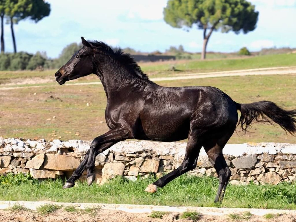 KWPN Mare 3 years 15,3 hh Black in Navas Del Madroño